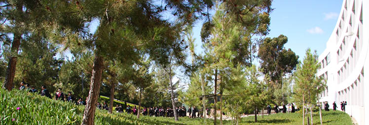 Evergreen trees flanking buildings on the UCI campus