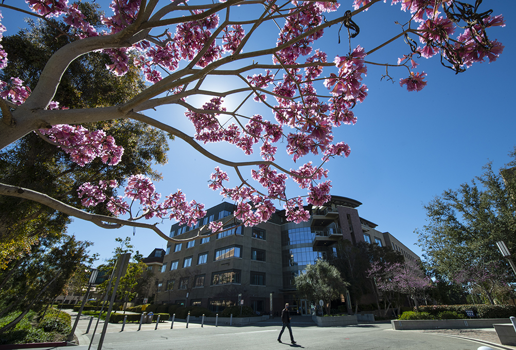A photo of Ring Road on the UCI campus